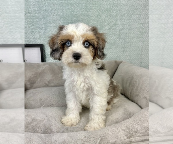 Medium Photo #4 Cavapoo Puppy For Sale in FRANKLIN, IN, USA