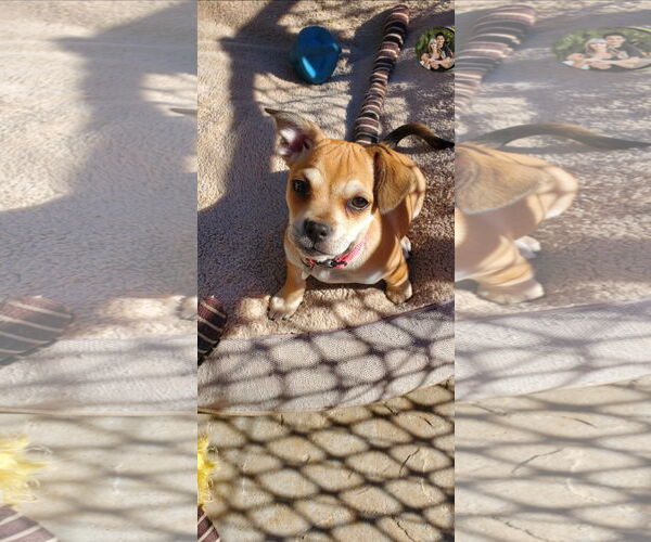 Medium Photo #7 Daug Puppy For Sale in Escondido, CA, USA