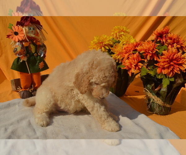 Medium Photo #8 Poodle (Standard) Puppy For Sale in COVINGTON, GA, USA