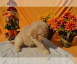 Small Photo #8 Poodle (Standard) Puppy For Sale in COVINGTON, GA, USA