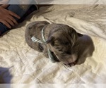 Puppy 0 Labrador Retriever-Texas Heeler Mix