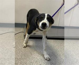 Medium Border Collie Mix