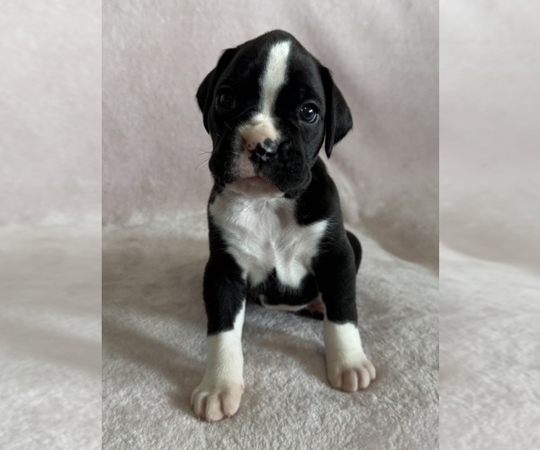 Medium Photo #2 Boxer Puppy For Sale in WESTVILLE, OK, USA