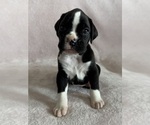 Small #1 Boxer