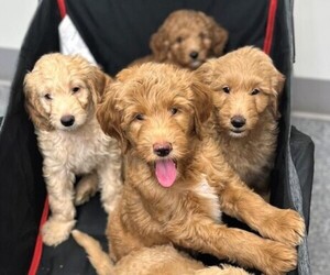 Goldendoodle (Miniature) Puppy for sale in ELK GROVE, CA, USA