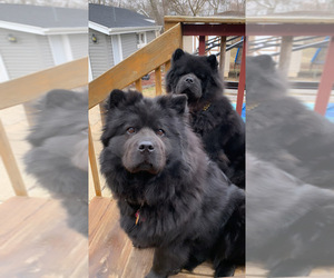 Chow Chow Puppy for sale in PARK FOREST, IL, USA
