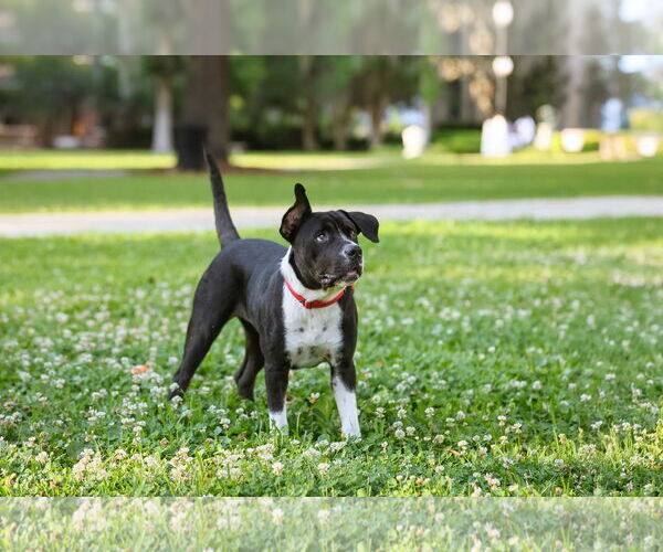 Medium Photo #10 Mutt Puppy For Sale in  Gainesville, FL, USA