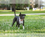 Small #9 Mutt
