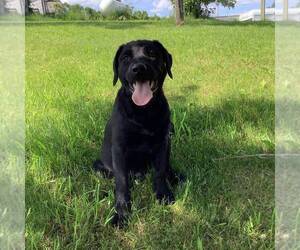 Labrador Retriever-Sheprador Mix Puppy for sale in HILLSBORO, WI, USA