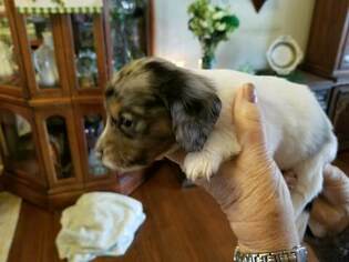 Dachshund Puppy for sale in NEW WINDSOR, NY, USA