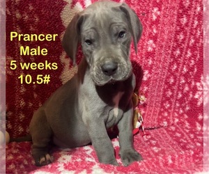 Great Dane Puppy for sale in WILLIS, TX, USA