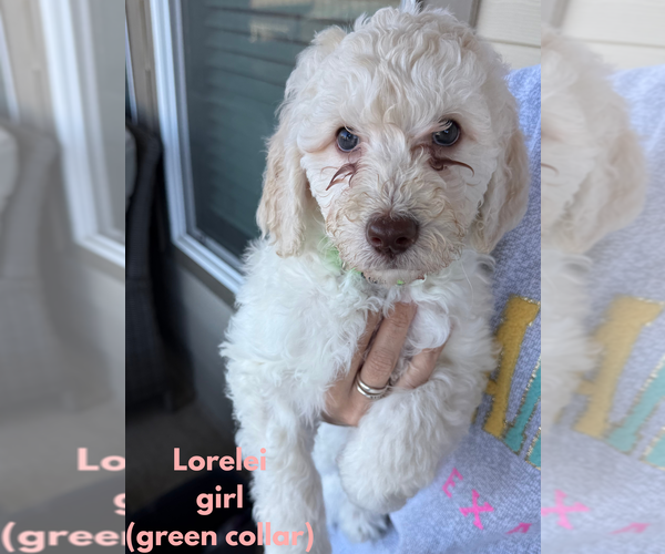 Medium Photo #2 Double Doodle Puppy For Sale in BULVERDE, TX, USA
