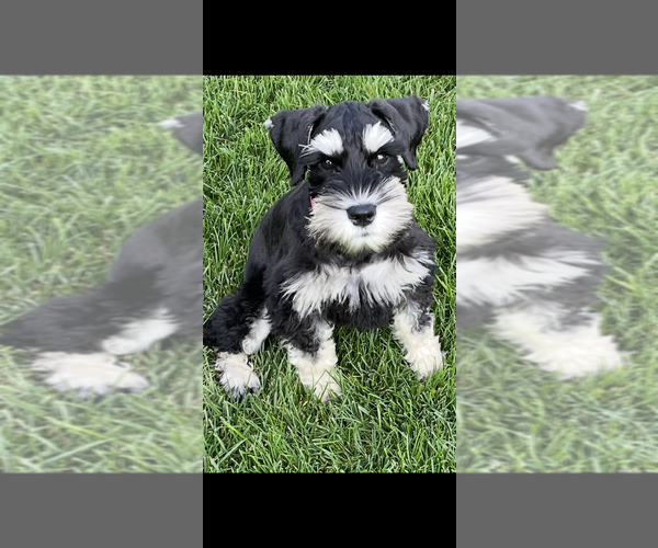 Medium Photo #1 Schnauzer (Miniature) Puppy For Sale in WOLCOTTVILLE, IN, USA