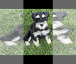 Small Schnauzer (Miniature)