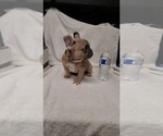 Small Photo #17 French Bulldog Puppy For Sale in VICTORVILLE, CA, USA