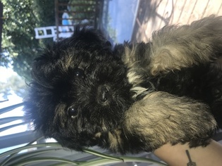 Shorkie Tzu Puppy for sale in MOLALLA, OR, USA
