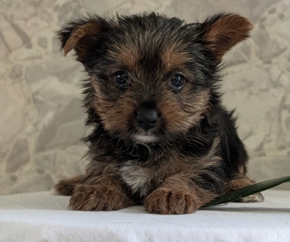 Medium Photo #38 Yorkshire Terrier Puppy For Sale in GOSHEN, IN, USA