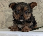 Small Photo #38 Yorkshire Terrier Puppy For Sale in GOSHEN, IN, USA