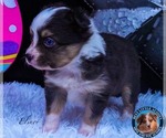 Small Photo #5 Miniature Australian Shepherd Puppy For Sale in GRANBURY, TX, USA