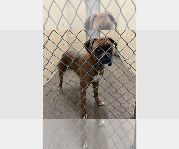 Medium Photo #3 Boxer Puppy For Sale in Austin, TX, USA