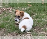 Small Photo #5 Jack Russell Terrier Puppy For Sale in FREEMAN, MO, USA