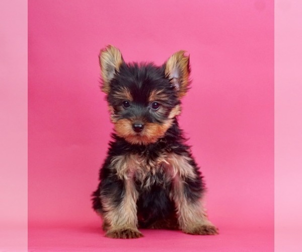 Medium Photo #3 Yorkshire Terrier Puppy For Sale in WARSAW, IN, USA