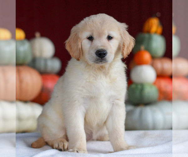 Medium Photo #2 Golden Retriever Puppy For Sale in MANHEIM, PA, USA