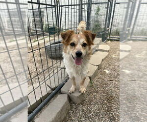 Brittany-Pomeranian Mix Dogs for adoption in Mukwonago, WI, USA