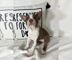 Small #3 Boston Terrier