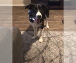Small Photo #2 Border Collie Puppy For Sale in GLENDALE, AZ, USA
