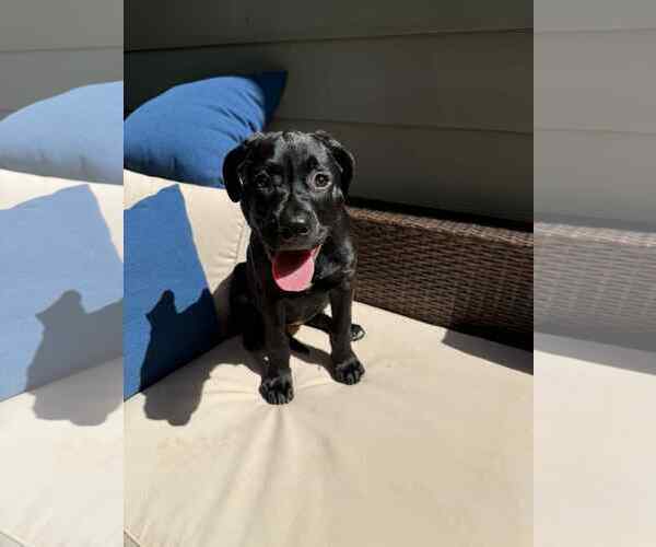 Medium Photo #3 Labrador Retriever-Unknown Mix Puppy For Sale in Greenville, SC, USA