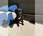 Small #2 Labrador Retriever Mix
