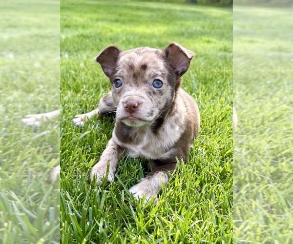 Medium Photo #1 Chihuahua Puppy For Sale in FAIR HAVEN, MI, USA
