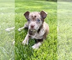 Small Chihuahua