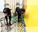 Small #9 Labrador Retriever Mix