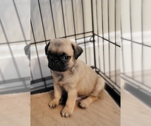 Pug Puppy for sale in BRIDGETOWN, OH, USA