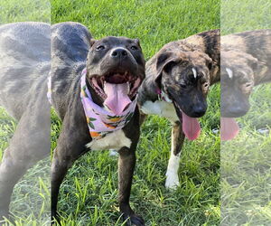 Pixie - Female American Pit Bull Terrier-American Staffordshire Terrier Mix Dog for Adoption - Photo #2