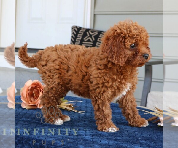 Medium Photo #3 Cavapoo Puppy For Sale in LEOLA, PA, USA