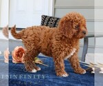 Small #2 Cavapoo