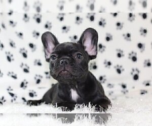 French Bulldog Puppy for sale in COCONUT GROVE, FL, USA