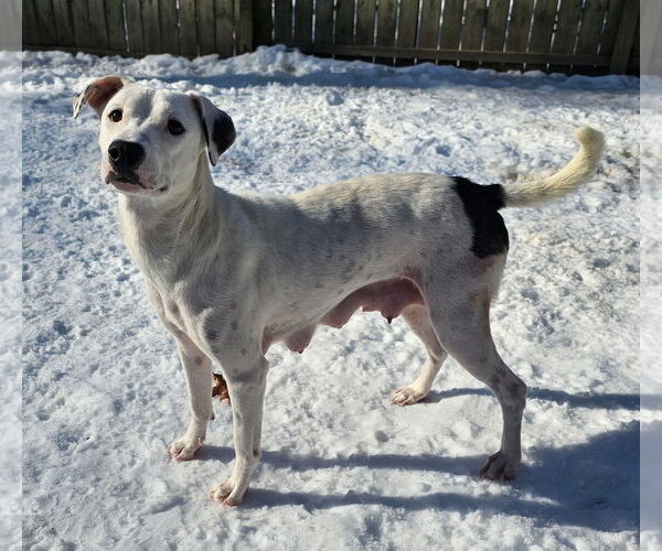 Medium Photo #5 Labrador Retriever-Unknown Mix Puppy For Sale in Rockaway, NJ, USA