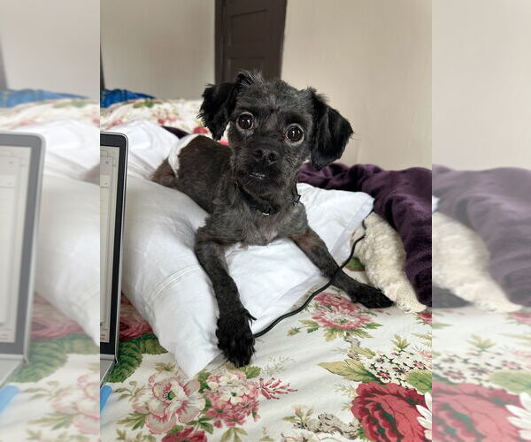 Medium Photo #2 Shih Tzu Puppy For Sale in Gloversville, NY, USA