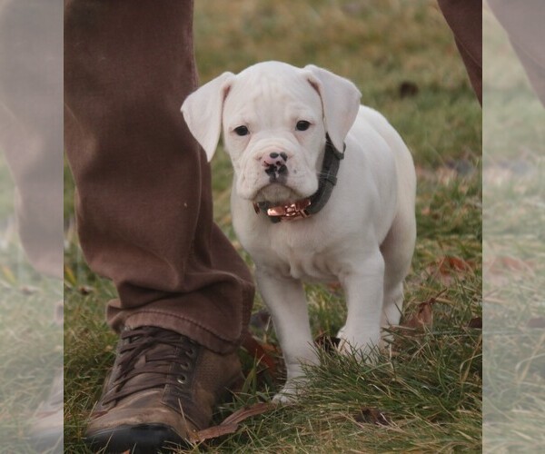 Medium Photo #1 Boxer Puppy For Sale in SHIPSHEWANA, IN, USA