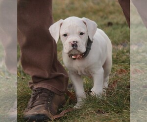 Boxer Puppy for sale in SHIPSHEWANA, IN, USA