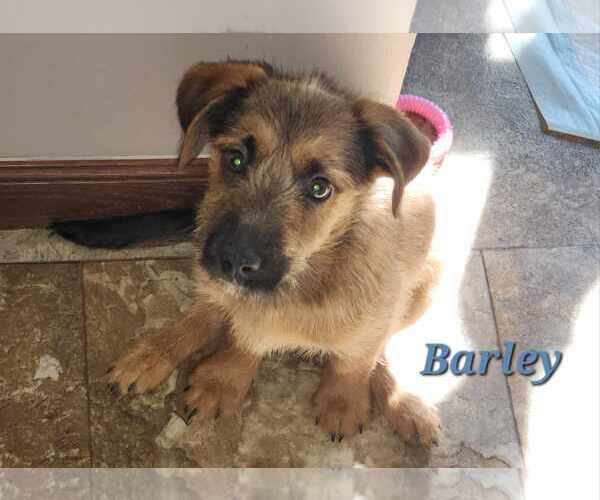 Medium Photo #5 Mutt Puppy For Sale in Lewistown, PA, USA