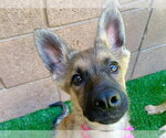 Small #1 German Shepherd Dog Mix