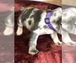Small Photo #12 French Bulldog Puppy For Sale in BUCKS BAR, CA, USA