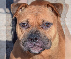 American Staffordshire Terrier-Boxer Mix Dogs for adoption in Huntley, IL, USA