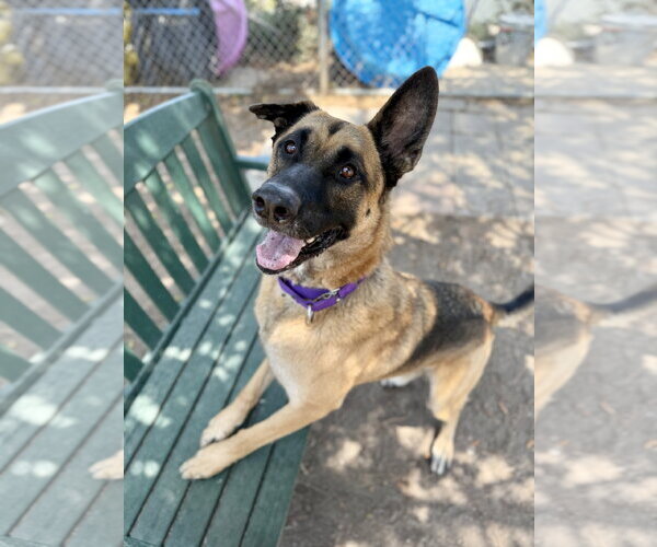 Medium Photo #5 German Shepherd Dog Puppy For Sale in Seal Beach, CA, USA