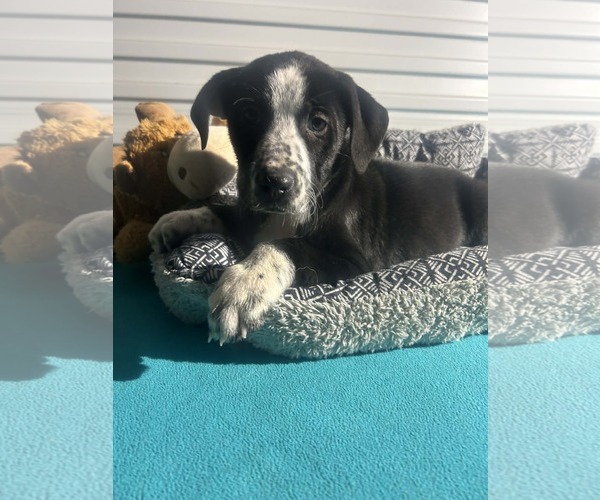 Medium Photo #2 Mutt Puppy For Sale in Tarrytown, GA, USA